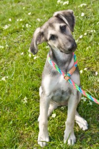 Body language - This bemused puppy looks like you