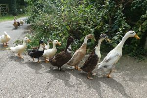 ducks in a row